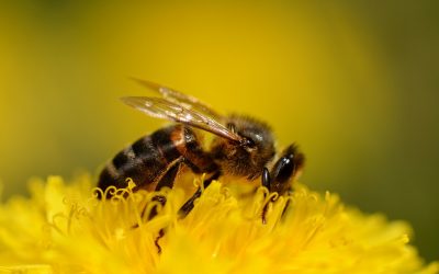 Tending Bees: The Spikenard Method