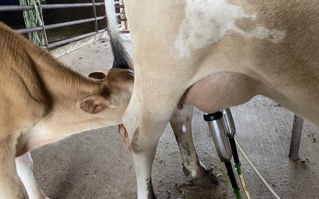 Keeping a Family Milk Cow in the 21st Century