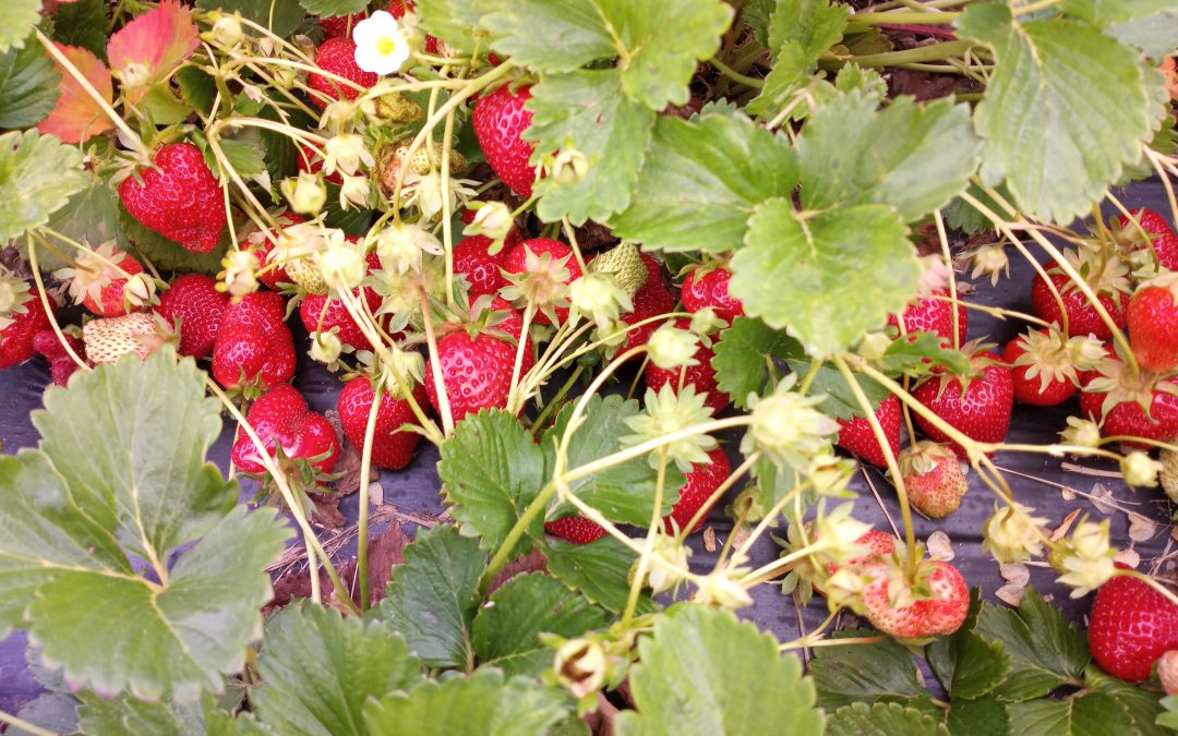 Getting Started with Growing Berries