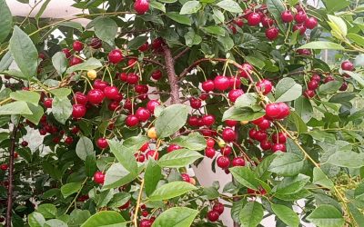 Growing Quality Tree Fruits Without Toxic Sprays